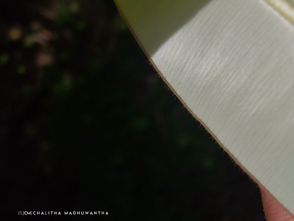 Calophyllum bracteatum Thwaites